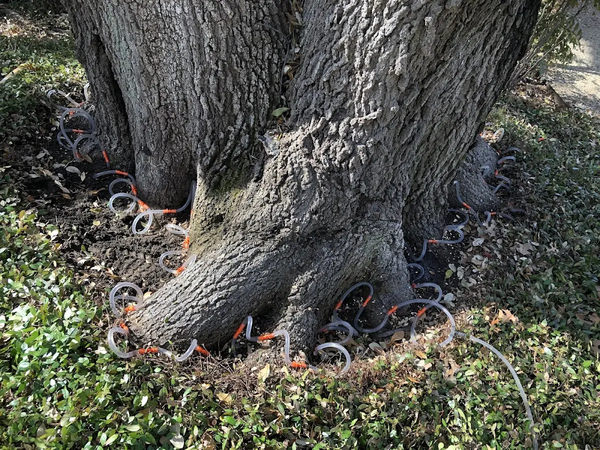Detailed Tree Cabling and Bracing job site in Vanndale