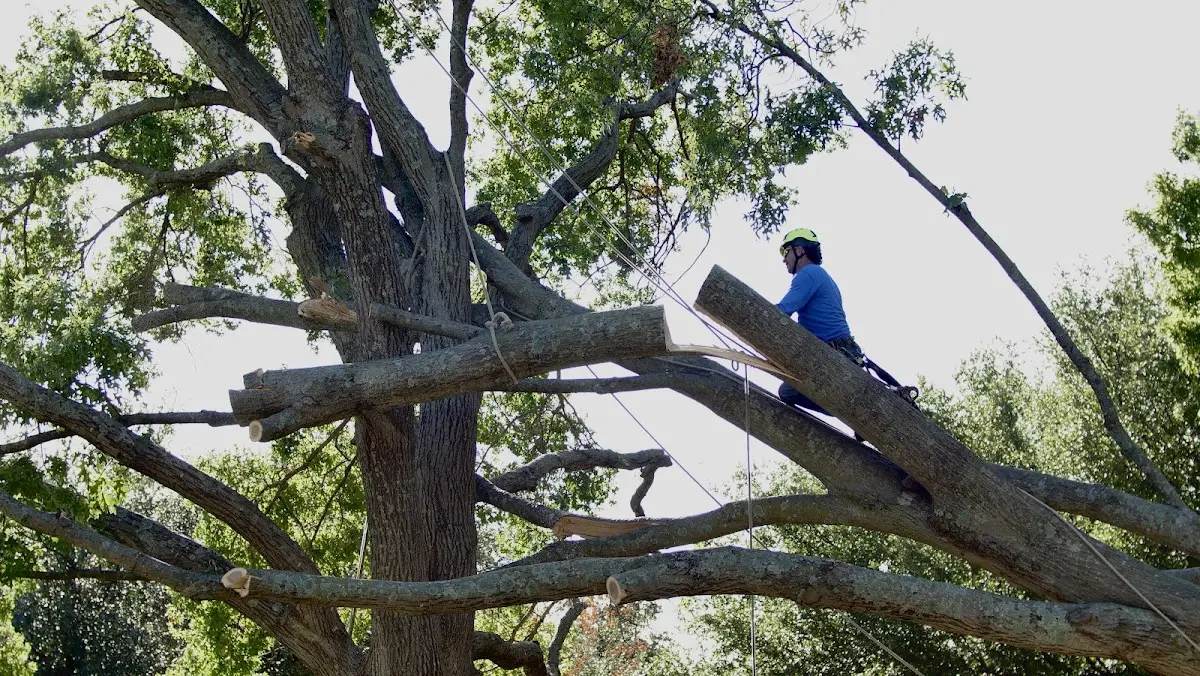 Professional Crown Thinning performed by certified arborists in Vanndale